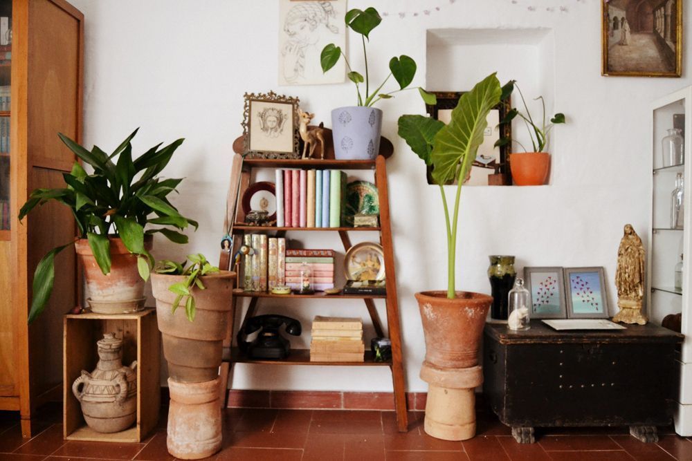 8 plantas ideales para dar luz a tu casa